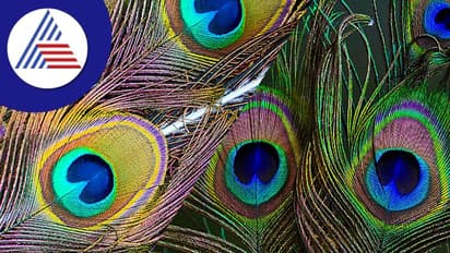 மயிலிறகை வீட்டில் வைப்பது நல்லதா? கெட்டதா? புராணங்கள் சொல்லும் உண்மை தெரியுமா?