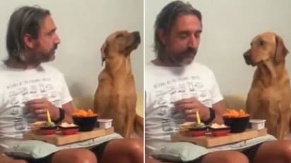 'ഹേയ്... എനിക്ക് നിങ്ങളുടെ ഭക്ഷണമൊന്നും വേണ്ട'; വൈറലായി നായയുടെ വീഡിയോ