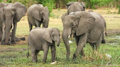 ആനകൾ മനുഷ്യരേക്കാൾ 'വികാരജീവികളാ'ണെന്ന് പഠന റിപ്പോർട്ട്