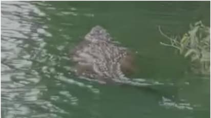 പനമരത്ത് തുണിയലക്കാൻ പുഴയിൽ ഇറങ്ങിയപ്പോൾ മുതലയുടെ ആക്രമണം, യുവതിക്ക് പരിക്ക്