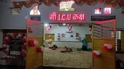 इस राज्य में गायों के लिए खोला गया पहला ICU वार्ड, इलाज के साथ हर सुविधा, AC से लेकर रूम हीटर तक
