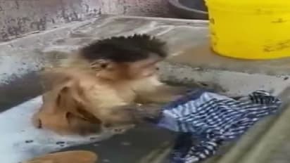 சோப்பு போட்டு துணி துவைக்கும் குரங்கு... இணையத்தில் வைரலாகும் வீடியோ!!