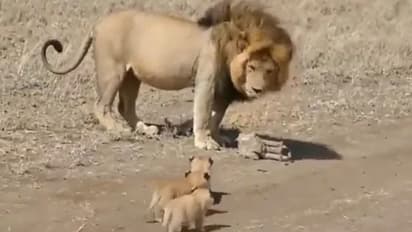 'അയ്യോടാ.. സിംഹത്തിനൊക്കെ ഇത്ര ക്യൂട്ട് ആകാൻ കഴിയുമോ?'; വീഡിയോ...