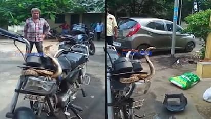 பைக்கில் படம் எடுக்கும் நாகப்பாம்பு… பதைபதைக்க வைக்கும் வீடியோ… இணையத்தில் வைரல்!!