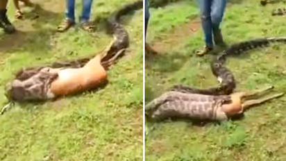 Watch: Python swallows deer in seconds; terrifying video leaves netizens stunned