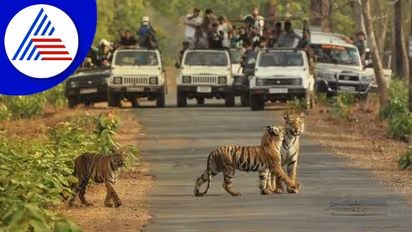 ಬನ್ನೇರುಘಟ್ಟ ರಾಷ್ಟ್ರೀಯ ಉದ್ಯಾನ:  Elevated flyover ನಿರ್ಮಾಣಕ್ಕೆ ವನ್ಯಜೀವಿ ಮಂಡಳಿ ಸಭೆಯಲ್ಲಿ ವಿರೋಧ