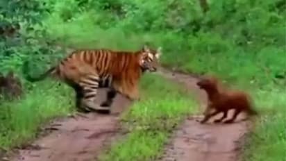 കൂറ്റന് കടുവയെ വളഞ്ഞ് ആക്രമിക്കാന് ശ്രമിക്കുന്ന കാട്ടുനായ്ക്കള്; വീഡിയോ