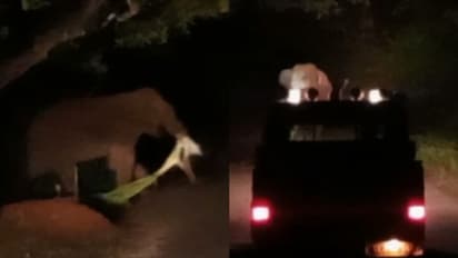 അട്ടപ്പാടിയിൽ വീണ്ടും കാട്ടാന ആക്രമണം; വനംവകുപ്പ് വാഹനം തക‍ർത്തു, ഡ്രൈവർ രക്ഷപ്പെട്ടത് തലനാരിഴയ്ക്ക്