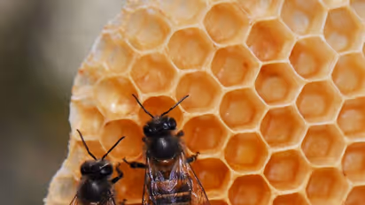 ಕೊಡಗು: ಮಂಜಿನ ನಗರಿ ಮಡಿಕೇರಿಯಲ್ಲಿ ಎರಡು ದಿನ ‘ಜೇನು ಹಬ್ಬ’