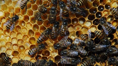 Business Ideas: ఖర్చులు పెరిగి వచ్చిన జీతం 15 రోజుల్లో ఖతం అయిపోతోందా, ఈ సైడ్ బిజినెస్‌తో నెలకు రూ.50 వేలు