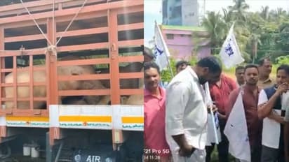 പന്നിപ്പനി ഭീതി നിലനിൽക്കേ, വിലക്ക് മറികടന്ന് അതിർത്തിക്കപ്പുറത്ത് നിന്ന് പന്നിക്കടത്ത്; ലോറികൾ തടഞ്ഞ് കർഷകർ