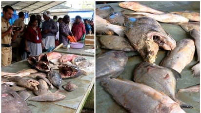 ആറ് മാസം വരെ പഴക്കം, എറണാകുളത്ത് 270 കിലോ പഴകിയ മത്സ്യം പിടികൂടി