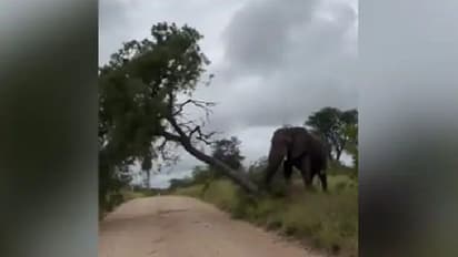 'ഒന്ന് ചൊറിയാൻ ചെയ്തതാ'; കാട്ടാനയുടെ വീഡിയോ വൈറലാകുന്നു