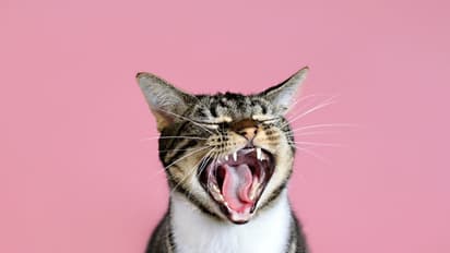 Does your cat hate you? Here are some signs and reasons this can happen 