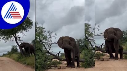 ಕಾಡಾನೆ ಹಿಮ್ಮೆಟ್ಟಿಸಲು 4 ಜಿಲ್ಲೆಗಳಲ್ಲಿ ಟಾಸ್ಕ್ ಫೋರ್ಸ್ ರಚನೆ