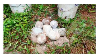 നാദാപുരത്ത് എട്ട് നാടൻ ബോംബുകൾ കണ്ടെത്തി