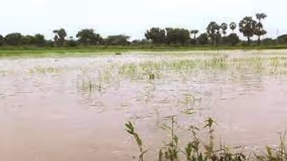 டெல்டா மாவட்டங்களில் 3 வது நாளாக தொடரும் கனமழை.. 50 ஆயிரம் ஏக்கர் சம்பா பயிர்கள் நீரில் மூழ்கின..