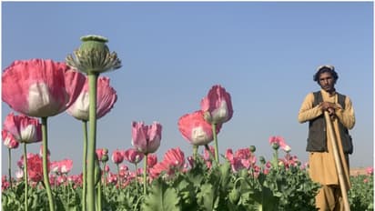 അഫ്ഗാനിസ്ഥാനില് കറുപ്പ് ഉല്പാദനത്തില് 32 ശതമാനത്തിന്റെ വര്ദ്ധന: യു എന് റിപ്പോര്ട്ട്