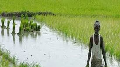 விவசாயிகள் கவனத்திற்கு.. நவ.15 க்குள் பயிர்களுக்கு காப்பீடு செய்ய தமிழக அரசு அறிவிப்பு..