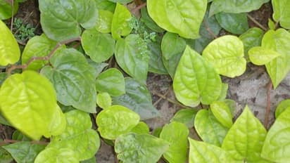 Tumakur :  160 Rs ಗೆ ವೀಳ್ಯದೆಲೆ ಮಾರಾಟ