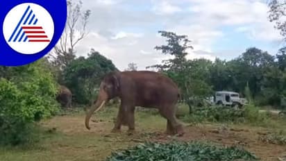 Chikkamagaluru: ಕಾಡಾನೆ ಸೆರೆ ಕಾರ್ಯಾಚರಣೆಗೆ ಬಂದ ಆನೆ ಅಭಿಮನ್ಯುವಿಗೆ ಅನಾರೋಗ್ಯ