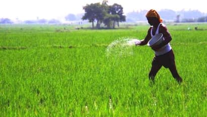 நெற்பயிர்களை நவம்பர் 15-க்குள் காப்பீடு செய்ய வேண்டும்.. தமிழக அரசு வெளியிட்ட முக்கிய அறிவிப்பு !