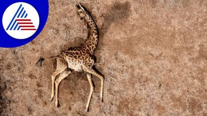 Kenya Drought: ಕೀನ್ಯಾದಲ್ಲಿ ಕುಡಿಯಲು ನೀರಿಲ್ಲ ತಿನ್ನಲು ಊಟವಿಲ್ಲ, ಪ್ರಾಣಿಗಳ ಮರಣ ಮೃದಂಗ!