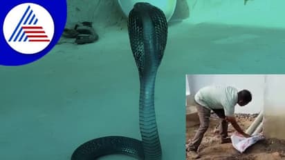 ನರಗುಂದದಲ್ಲಿ ಅಪರೂಪದ ಕರಿನಾಗರ ಪ್ರತ್ಯಕ್ಷ! 