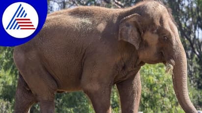 ಏಷ್ಯಾದ 45 ವರ್ಷದ ಹೆಣ್ಣಾನೆಗೆ ದಯಾಮರಣ ಕಲ್ಪಿಸಿದ ಮೃಗಾಲಯ