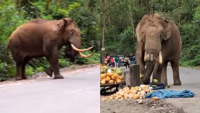 കരിക്ക് അകത്താക്കാനായി കാട്ടാന റോഡ് 'ബ്ലോക്ക്' ചെയ്തത് മണിക്കൂറുകള്; വീണ്ടും പടയപ്പയുടെ വിളയാട്ടം