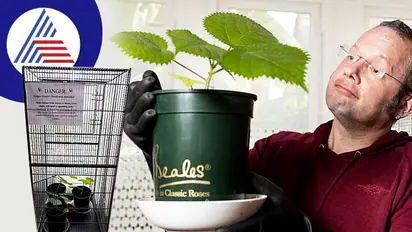 ತಾಕಿದ್ರೆ ಮೈ ಮೇಲೆ ಆಸಿಡ್ ಸುರಿದಂತಾಗುತ್ತೆ, ಬೋರೆಂದು ಡೇಂಜರಸ್ ಗಿಡ ಬೆಳೆಸ್ತಿದ್ದಾನೆ ಭೂಪ !