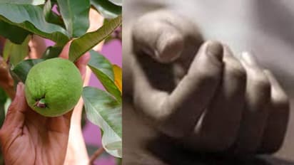 ഒരു പേരയ്ക്ക മോഷ്ടിച്ചെന്നാരോപിച്ച് ദളിത് യുവാവിനെ തല്ലിക്കൊന്നു; 2 പേര് അറസ്റ്റില്