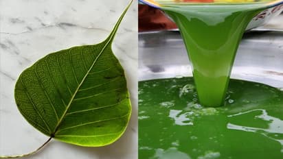 इस पत्ते का जूस पीने से पाचन से लेकर फेफड़े तक होते हैं मजबूत, बस इस तरह से करें इसका सेवन