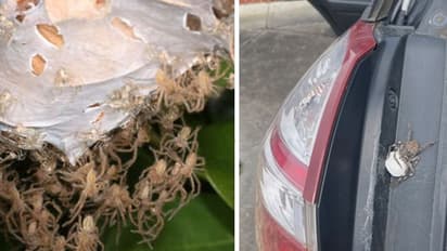 ദിവസങ്ങളായി തുറക്കാതെ ഇട്ടിരുന്ന കാര്‍ വൃത്തിയാക്കാൻ തുറന്നപ്പോള്‍ കണ്ടത്...