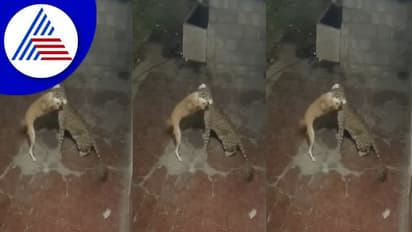 ದಾಳಿ ಮಾಡಲು ಬಂದ ಚಿರತೆಯನ್ನು ಧೈರ್ಯವಾಗಿ ಓಡಿಸಿದ ಶ್ವಾನ: ವಿಡಿಯೋ ವೈರಲ್