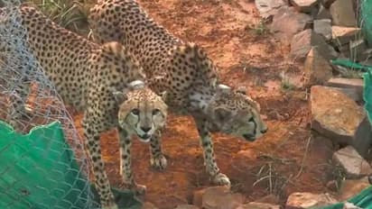 कूनो पार्क में नामीबिया से आए दो चीतों ने किया पहला शिकार, जानिए किसे बनाया अपना भोजन