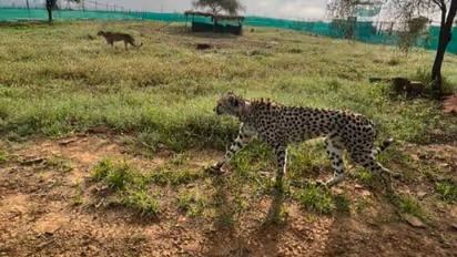 ಮೊದಲ ಬಾರಿ ನೀಲ್ಗಾಯ್‌ ಬೇಟೆಯಾಡಿದ ಚೀತಾ