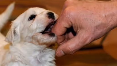 Gurugram, Ghaziabad civic authorities ban 11 foreign dog breeds; check new pet policy