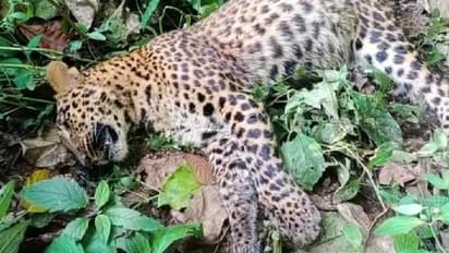 മഞ്ചുമലയിലെ പുലി ചത്തത് കരള്‍, ശ്വാസംകോശം എന്നിവയിലെ അണുബാധയ്ക്ക് പിന്നാലെ