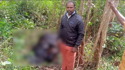 ഗർഭിണിയായ പശുവിനെ പുലി കടിച്ചുകൊന്നു, പേടിയൊഴിയാതെ മൂന്നാർ തോട്ടം മേഖല