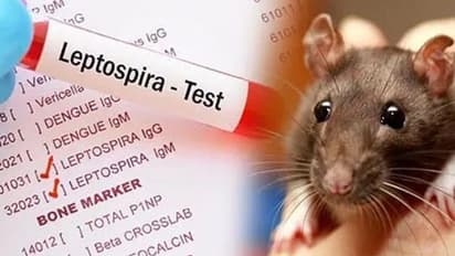 எலிகாய்ச்சலால் கர்ப்பிணி பெண் உயிரிழப்பு.. கோவையில் பரபரப்பு !