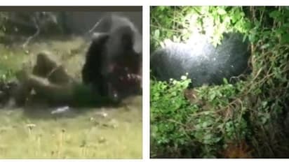 தென்காசியில் 3 பேரை தாக்கிய கொடூர கரடி.! வனப்பகுதியில் விடப்பட்ட சில மணி நேரத்தில் மர்மான முறையில் உயிரிழப்பு