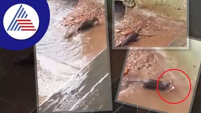 ಗೂಡಿಗೆ ನುಗ್ಗಿದ ಮಳೆ ನೀರು: ಜೀವದ ಹಂಗು ತೊರೆದು ಮರಿಗಳ ರಕ್ಷಿಸಿದ ತಾಯಿ ಇಲಿ