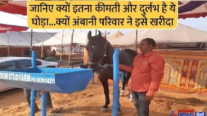 10 लग्जरी कारों से भी महंगा है ये घोड़ा, जिसे अंबानी परिवार ने खरीदा...अमीरों की तरह है इसकी स्पेशल डाइट