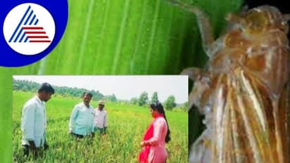 ಭತ್ತಕ್ಕೆ ಜಿಗಿಹುಳು ಕಾಟ: ಗದ್ದೆಗಳಿಗೆ ವಿಜ್ಞಾನಿಗಳ ಭೇಟಿ