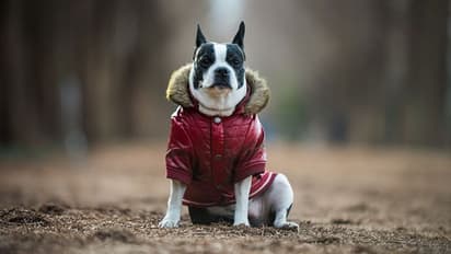 Winter Is Here! 6 tips to keep your pets warm this season