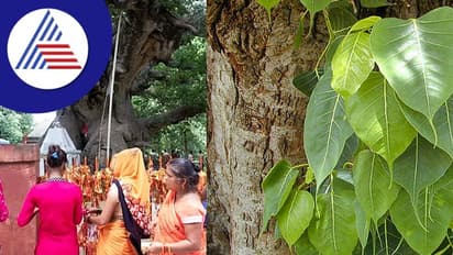 சூரிய உதயத்துக்கு முன் அரச மரத்தடி விநாயகரை வணங்கக்கூடாது- ஏன் தெரியுமா?