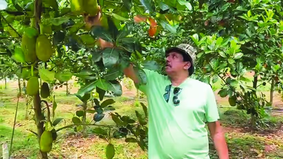 ചക്ക കൃഷിയില് വിയറ്റ്നാം വിജയഗാഥ; സൂപ്പര്ഹിറ്റായി സലീമിന്റെ 'സൂപ്പര് ഏര്ലി'
