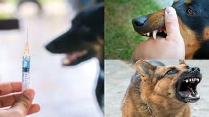 സംസ്ഥാനത്ത് 199 ആന്റി റാബിസ് ക്ലിനിക്കുകള്ക്ക് അനുമതി,ആദ്യഘട്ടം ആദിവാസി മേഖലയിലും തീരപ്രദേശങ്ങളിലും