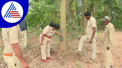 ಕೆಆರ್ಎಸ್ನಲ್ಲಿ ಚಿರತೆ ಹಾವಳಿ : ಕಳೆದ 20 ದಿನಗಳಿಂದ ಮುಂದುವರಿದ ಆತಂಕ